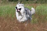 SIBERIAN HUSKY 291